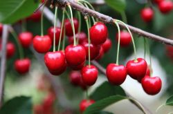 吃櫻桃有什么好處 櫻桃的美味食療方法推薦