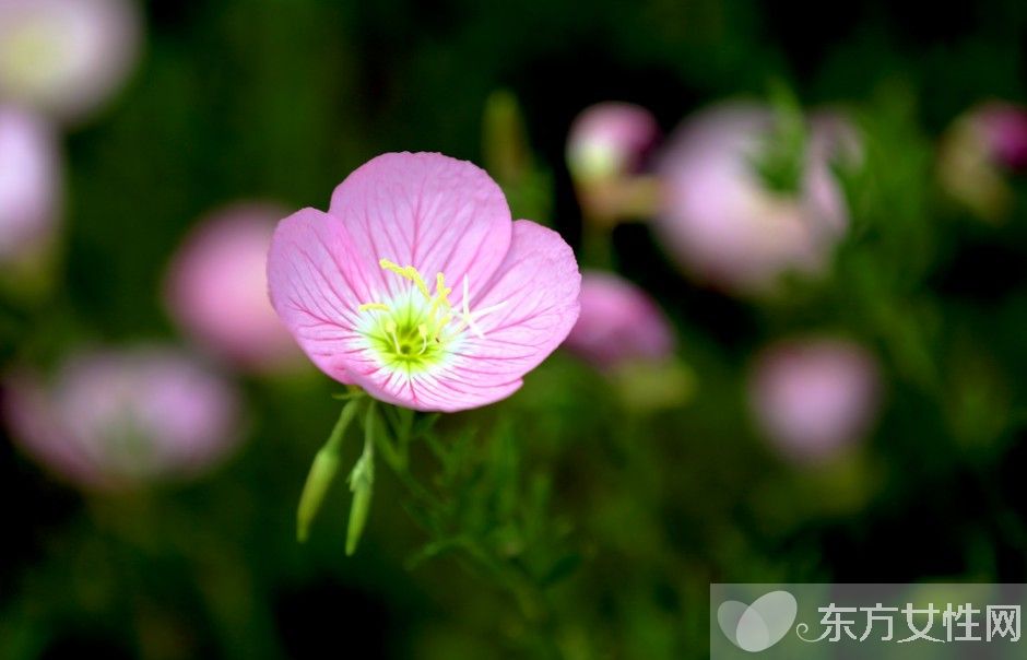 月見草的作用與功效 月見草的食療方法推薦