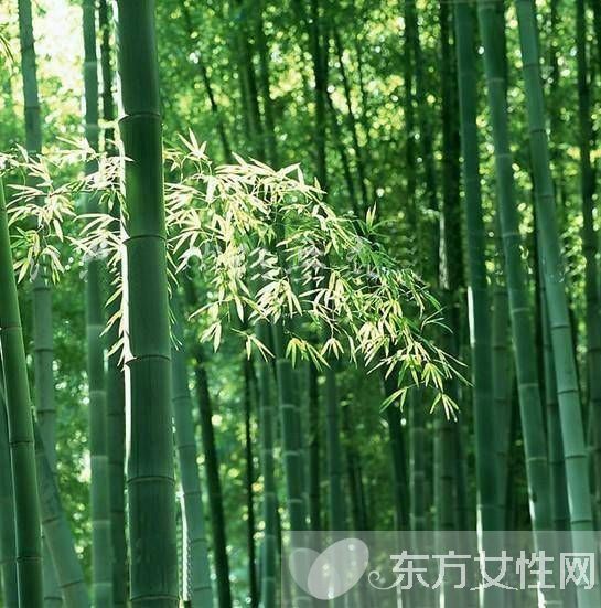 竹茹的功效與作用及禁忌 竹茹應(yīng)該如何炮制