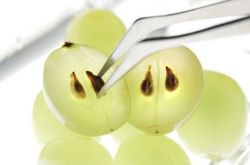 葡萄籽怎么吃吸收好 小小葡萄籽讓你越吃越美麗喲