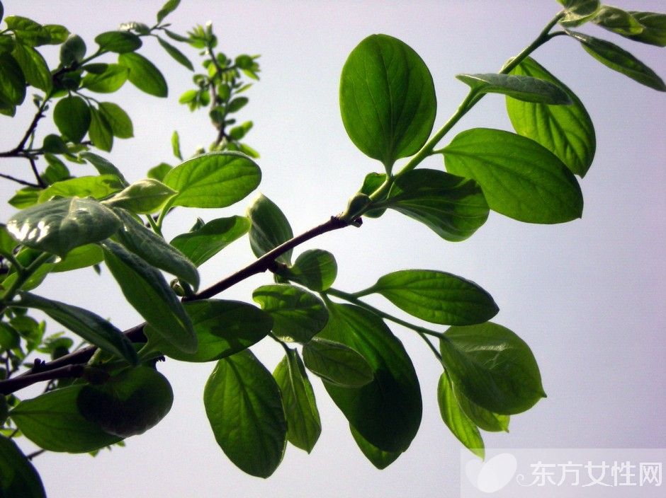 柿子葉的功效與作用 柿子葉居然還有淡斑美白的功效