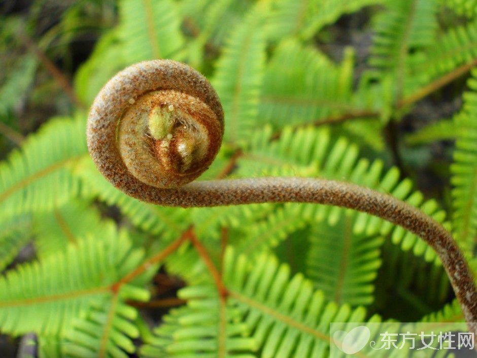 野蕨菜的營養(yǎng)價(jià)值 這些美味做法你嘗試過嗎