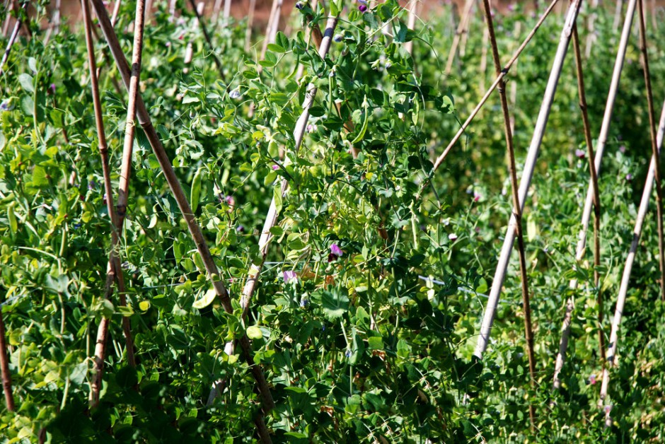 化療期間吃什么 營養(yǎng)膳食很關(guān)鍵