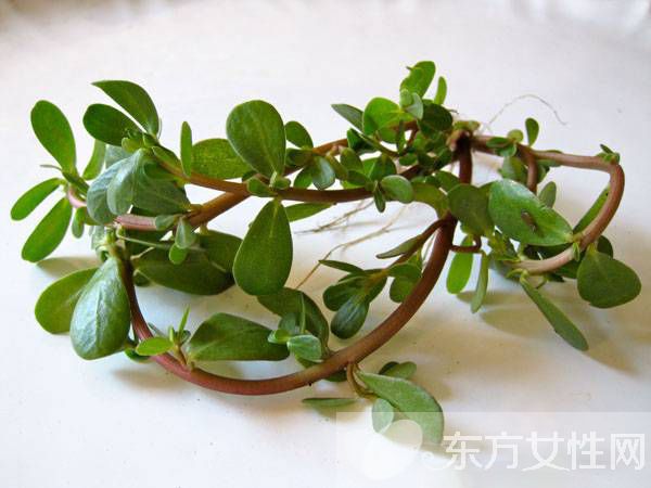 除濕的食物有哪些 這些食物居然勝過靈丹妙藥