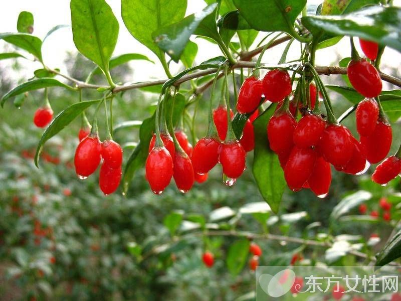 枸杞返潮了怎么辦 這些補(bǔ)救方法非常管用哦