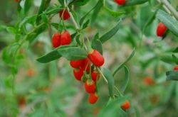 枸杞的產(chǎn)地在哪 小小枸杞居然有這么多的妙用