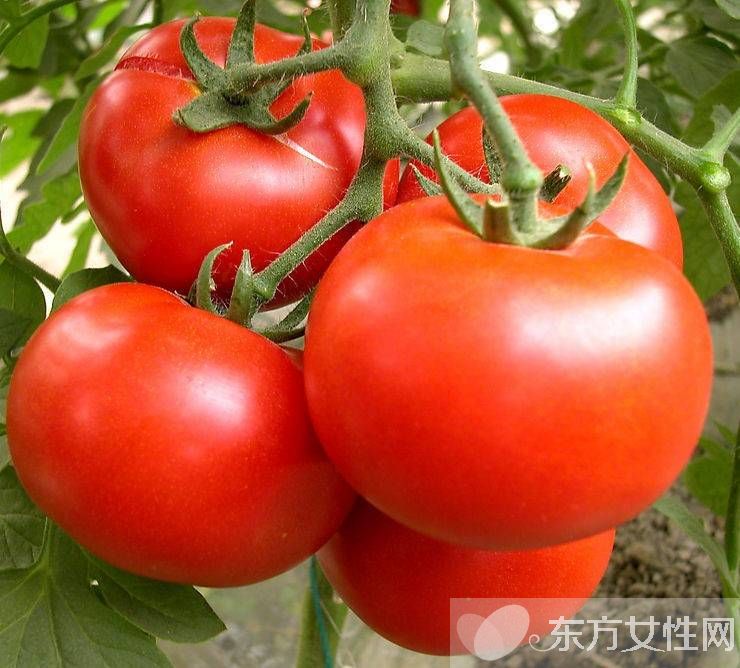 吃西紅柿可以祛斑嗎 西紅柿的功效居然那么多