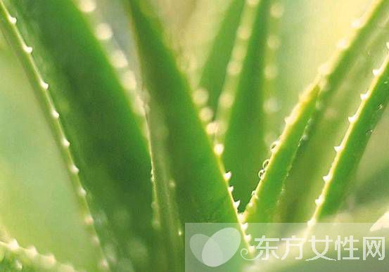 自制曬后修復(fù)面膜 曬后快速美白訣竅大公開