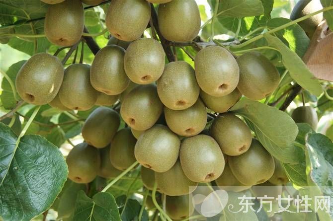 獼猴桃屬于什么種類水果 這樣吃獼猴桃才過癮