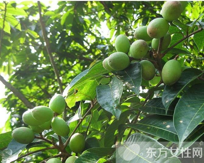 橄欖油有什么作用 這些好處你想都想不到