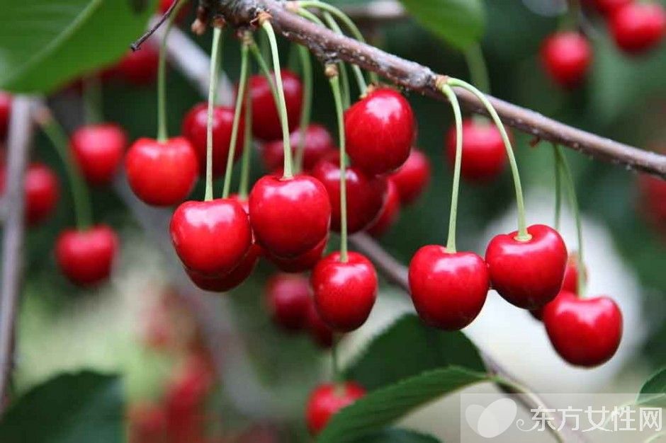吃櫻桃有什么好處 櫻桃的美味食療方法推薦
