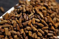 決明子的作用與功效 決明子的最佳食用方法推薦