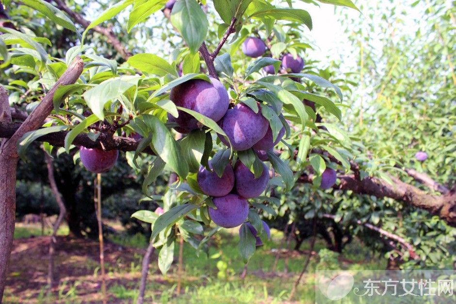 黑布林的營(yíng)養(yǎng)價(jià)值介紹 女人吃了效果居然這么好