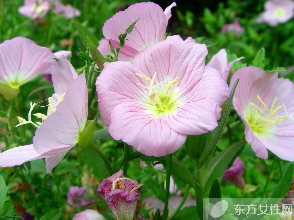 月見草的作用與功效 月見草的食療方法推薦