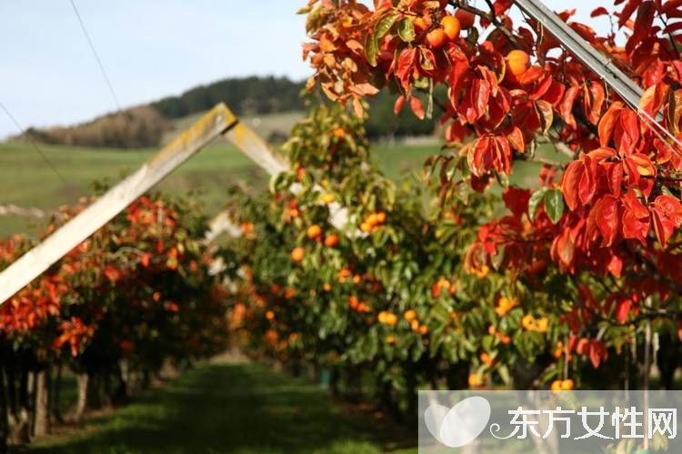 柿子葉的功效與作用 柿子葉居然還有淡斑美白的功效