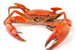 秋冬季養(yǎng)生小常識 螃蟹養(yǎng)生食療放法推薦