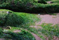 海苔和紫菜區(qū)別 哪一個比較有營養(yǎng)呢