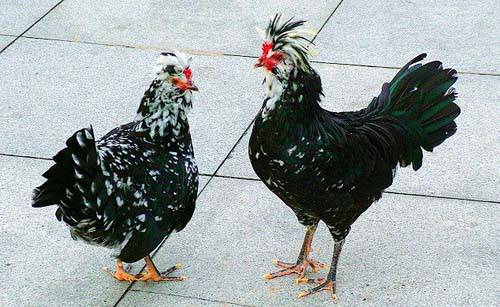 九味貴妃雞是什么地方的菜 解析雞肉營(yíng)養(yǎng)價(jià)值