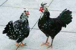 九味貴妃雞是什么地方的菜 解析雞肉營養(yǎng)價值