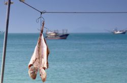 好吃到流淚的咸魚腌制方法大公開