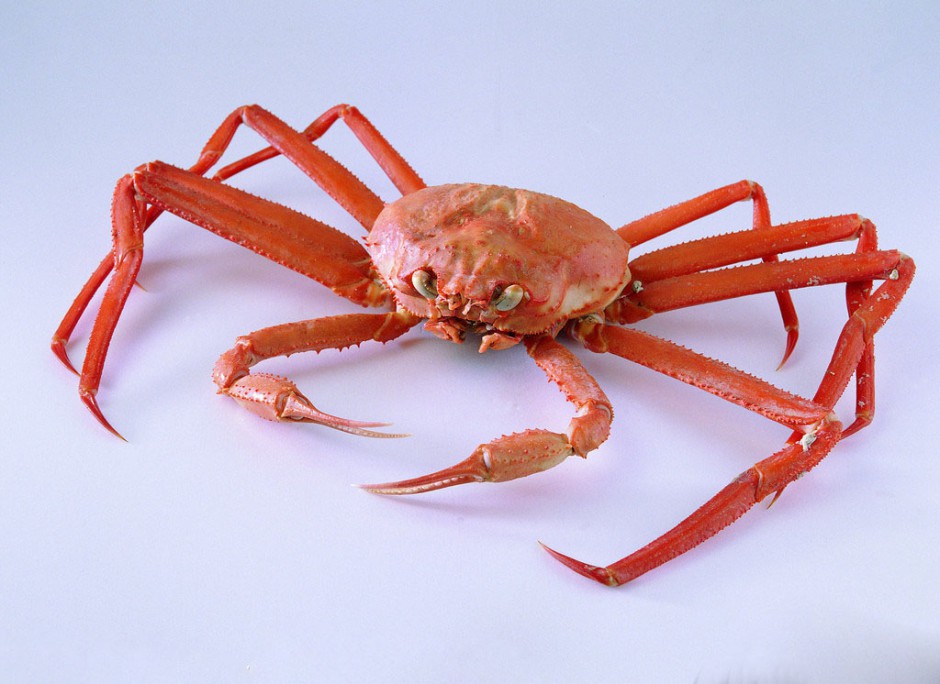 海蟹的兩種家常做法 哪種人不宜吃海蟹