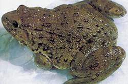 解讀田雞的營養(yǎng)價值 三款田雞湯美味又健康