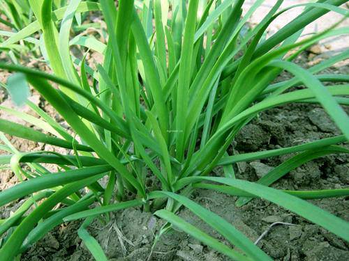 春天絕對少不了的美味 韭菜炒河蝦