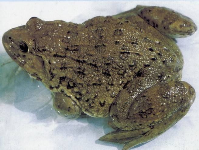 解讀田雞的營養(yǎng)價(jià)值 三款田雞湯美味又健康