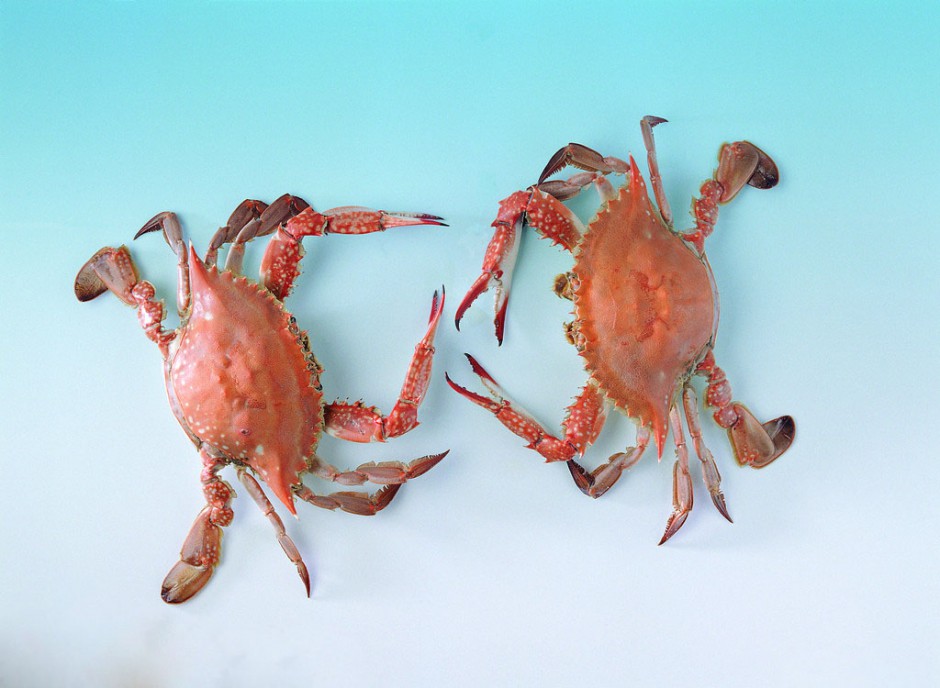 海蟹的兩種家常做法 哪種人不宜吃海蟹