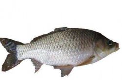鯽魚湯的做法大全 吃鯽魚的4個(gè)禁忌