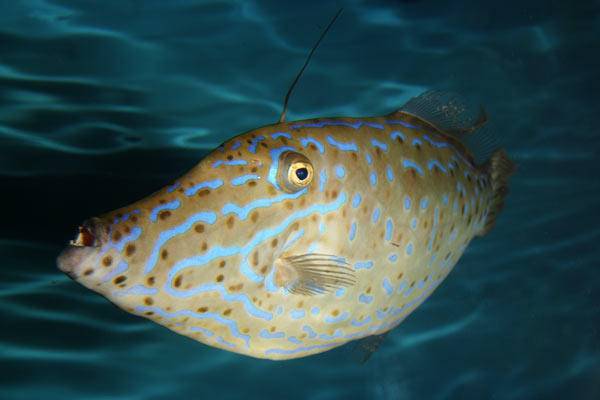 吃魚前曬照片 竟撿回了一條命