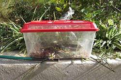 大學(xué)生宿舍養(yǎng)毒蛇 學(xué)生因害怕檢查將毒蛇藏在衣柜