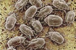 床上竟有200萬(wàn)只螨蟲(chóng) 5個(gè)實(shí)用除螨攻略