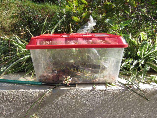 大學(xué)生宿舍養(yǎng)毒蛇 學(xué)生因害怕檢查將毒蛇藏在衣柜