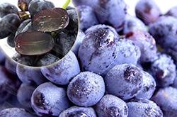 女人補(bǔ)腎吃什么好 女性腎虛不能吃的4種水果