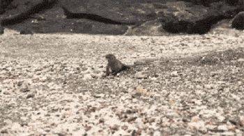 海灘群蛇追殺海蜥蜴 小蜥蜴還是成功脫身