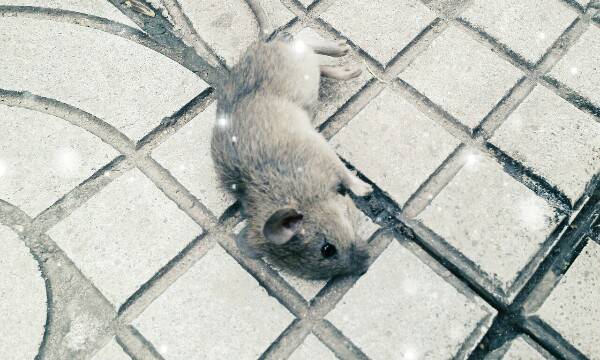 老鼠中毒后裝死咬傷大媽 成年老鼠智商相當(dāng)于8歲兒童