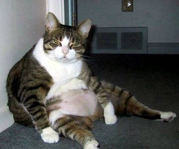 易胖體質(zhì)是一種怎樣的體驗(yàn) 血淚減肥史想想都心酸