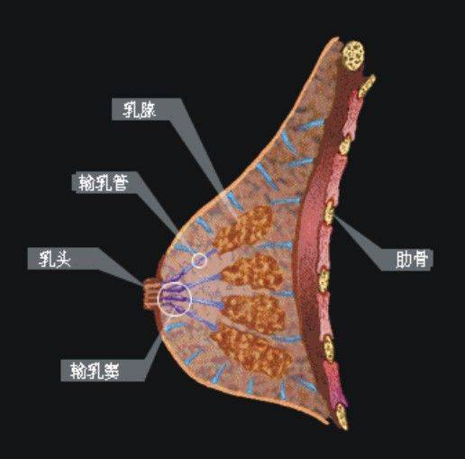職場女性為什么乳腺癌高發(fā) 我們該如何愛護(hù)乳房