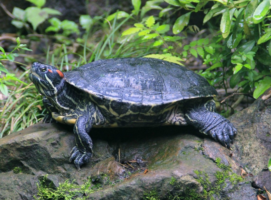 烏龜從30樓摔下 砸中一名老太太頭部