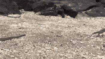 海灘群蛇追殺海蜥蜴 小蜥蜴還是成功脫身