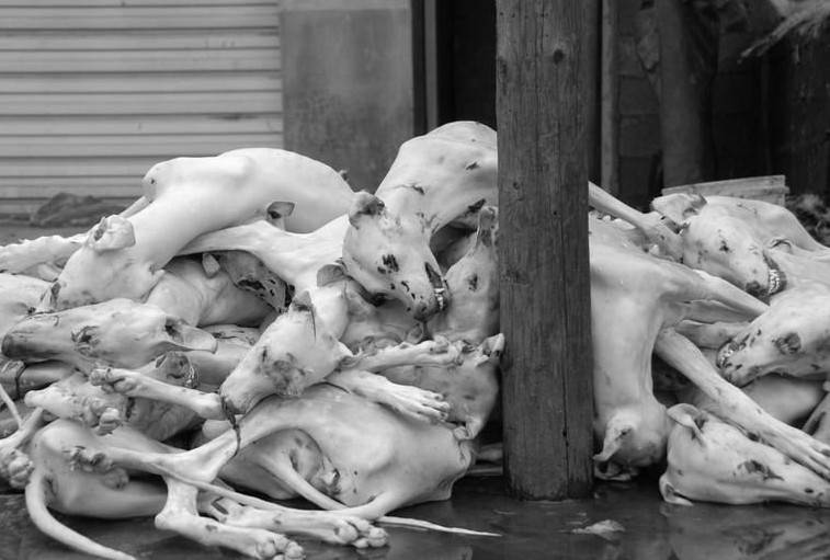 玉林狗肉節(jié)辯論會 玉林狗肉節(jié)殺狗圖片