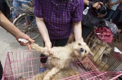 玉林狗肉節(jié)辯論會 玉林狗肉節(jié)殺狗圖片