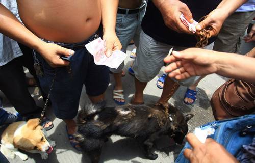 玉林狗肉節(jié)辯論會 玉林狗肉節(jié)殺狗圖片