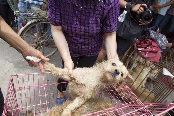 玉林狗肉節(jié)辯論會 玉林狗肉節(jié)殺狗圖片