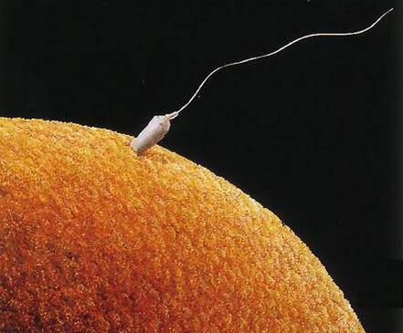 最佳受孕姿勢真人教學(xué) 這么做最容易懷上寶寶