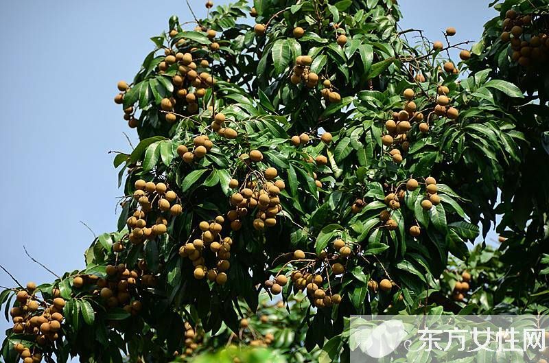 孕婦可以吃龍眼嗎 適合孕媽夏天食用的水果