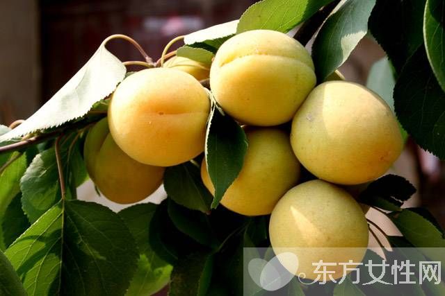 孕婦可以吃桃子嗎 哪些水果孕婦不能吃呢