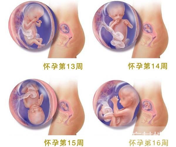 懷孕時(shí)間怎么算 4大計(jì)算法教會(huì)你