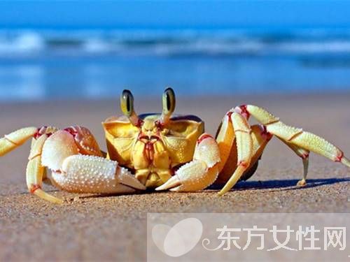 孕婦可以吃螃蟹嗎 孕婦懷孕時的飲食應注意什么